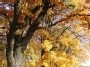 Auksinis ruduo / Gold autumn