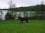 Horse and lake