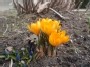 Pavasario alsavimas / Spring breathing