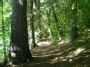 Eglės kamienas - The trunk of Picea abies