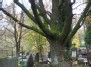 Saltoniškių kapinės - gyvas paminklas (Quercus robur)