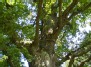 Žirmūnų ąžuolo  (Quercus robur) šakos