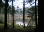 Vaizdas pro eglyno "langą" - View through the spruce forest "window"